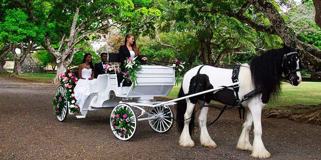 Wedding horse carriage ride (3)